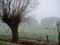 Vue de paysage exemple Paysage avec du brouillard et un têtard
