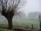 Arbre exemple Paysage avec du brouillard et un ttard