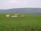 Hill landscape with Belgian White-Blue cows