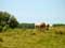 Vue de paysage exemple Paysage aux chevaux de fermier