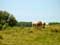 Landschap voorbeeld Landschap met boerepaarden