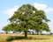 Tree example Old oak