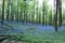 Plein de couleurs exemple Forêt de Brakel