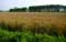 Landscape example Landscape with Corn (in Kanegem)