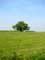 Landscape example Landscape with tree (in Kanegem)