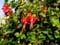 Bloemen voorbeeld Fuchsia Caninga (te Kanegem)