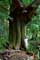 Boom voorbeeld Dikke boom in bos