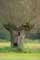 Tree example Pollard Willow in Naturepark Bourgoyen - Ossemeersen