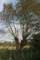 Tree example Split Pollard Willow in Bourgoyen - Ossemeersen