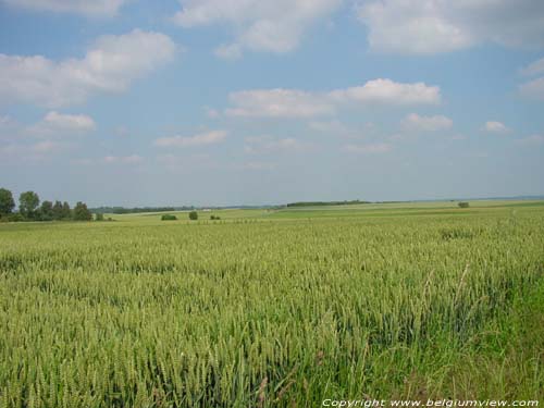 Landscape full of corn RAGNIES / THUIN picture 