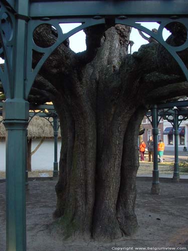 17e eeuwse boom WESTERLO foto 