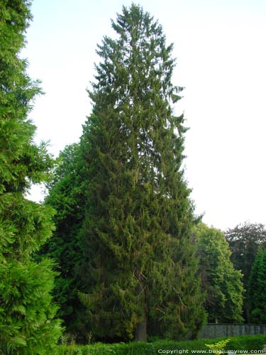 Spruce-fir HASTIERE-PAR-DELA / HASTIERE picture 