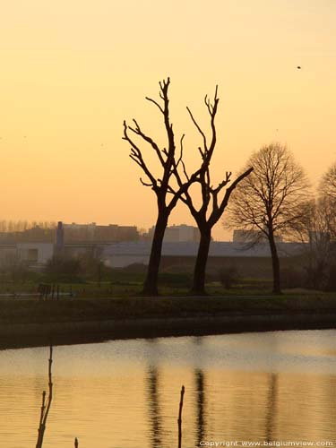 Prunes trees near channel ROESELARE picture 