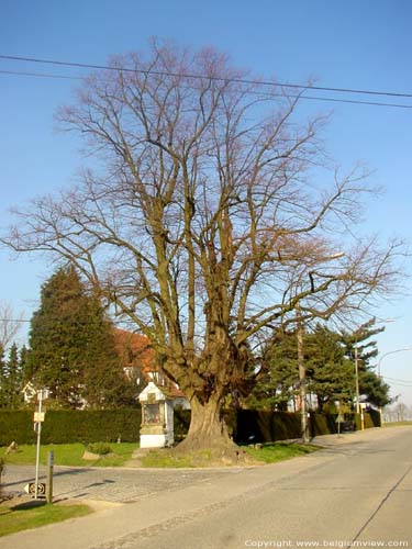 Chapel and lime-tree (in Issegem (Balegem)) OOSTERZELE picture 