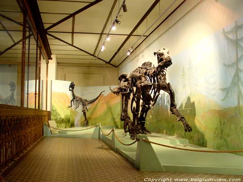 Museum voor Natuurwetenschappen BRUSSEL-STAD / BRUSSEL foto Skeletten van dinosaurussen.