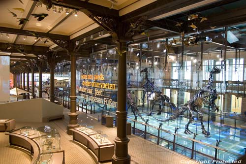 Museum voor Natuurwetenschappen BRUSSEL-STAD / BRUSSEL foto 