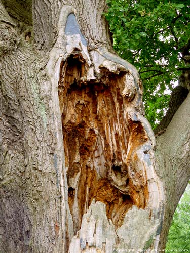 Thousand year old oak LUMMEN picture 