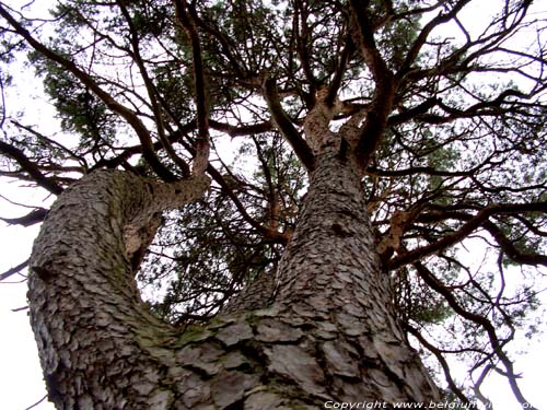 Pinus Sylvestris prs de Hoge Mouw KASTERLEE photo 