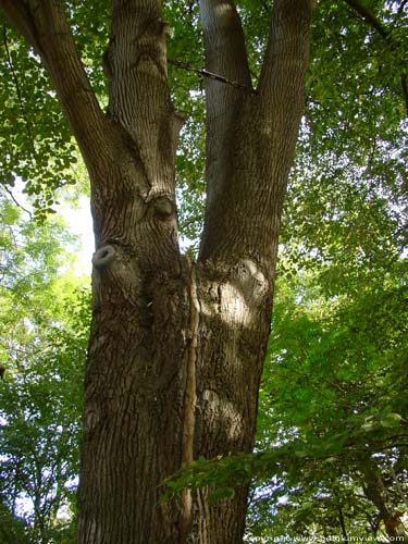 Provinciaal domein Puyenbroek (Puienbroek) WACHTEBEKE foto En metalen stang voorkomt dat deze boom in 2 scheurt.