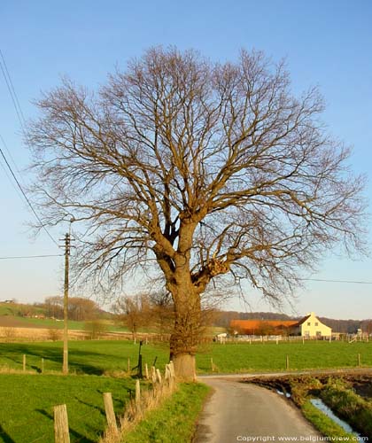 The Oak (in Melden) OUDENAARDE picture 