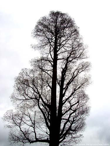 Tree PULDERBOS / ZANDHOVEN picture 