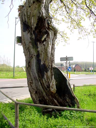 Onze-Lieve-Herenboom KORTESSEM foto 