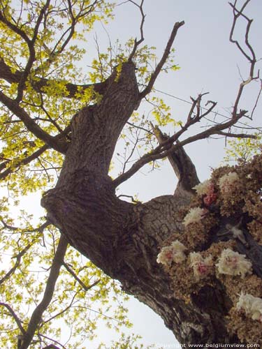 Onze-Lieve-Herenboom KORTESSEM foto 