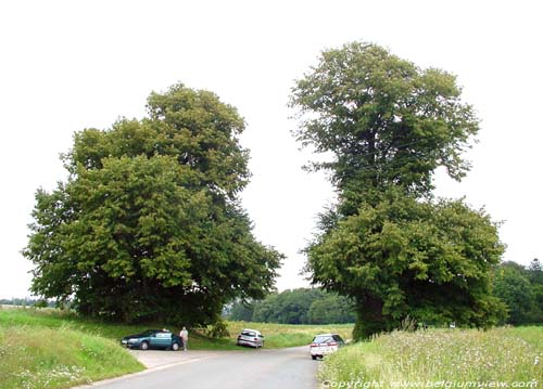 Two lime trees VERLAINE picture 