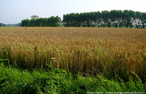 Landscape with Corn (in Kanegem) TIELT picture 
