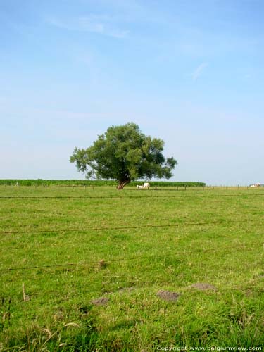 Landschap met boom (te Kanegem) TIELT foto 