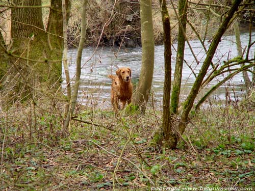 Wild in het bos - of is dat mijn hond Bo? Vierves-sur-Viroin / VIROINVAL foto 
