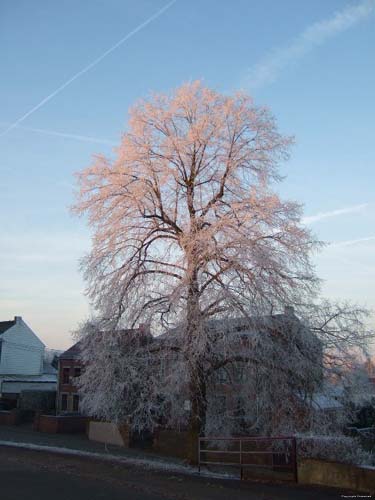 Frozen lime tree (in Hévillers) MONT-SAINT-GUIBERT picture 