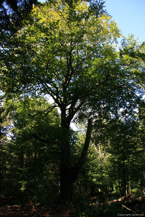 Large tree in forest VIROINVAL picture 