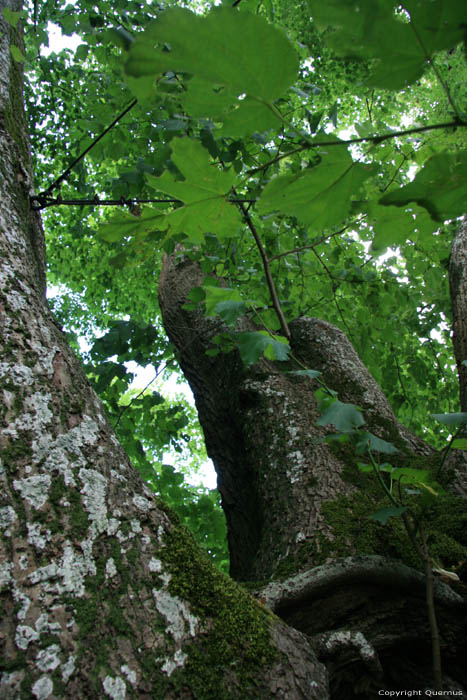 Baraque de Conjoux (tilleul  grandes feuilles) NAMUR / CINEY photo 