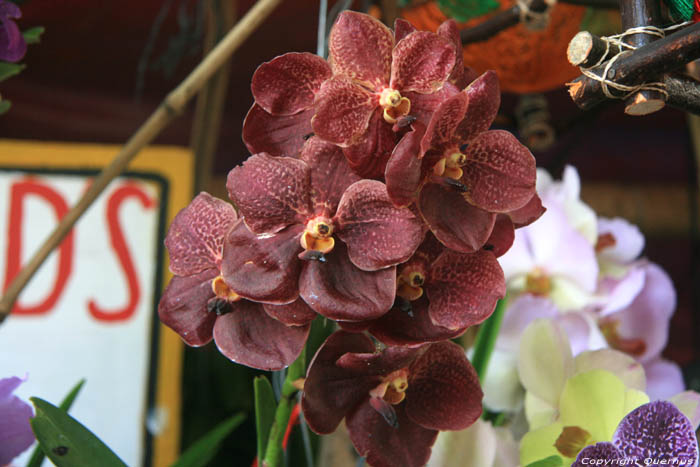 Orchiden te koop op markt Daraga / Filippijnen 