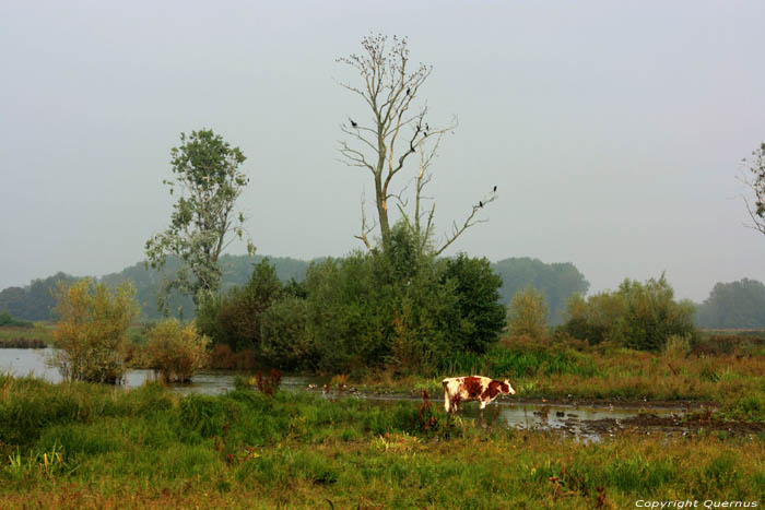 Bourgoyen - Ossemeersen natuurreservaat GENT foto 