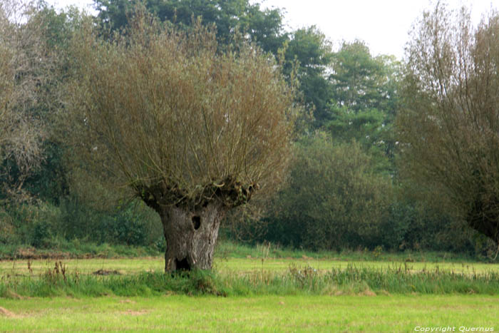 Pollard Willow in Naturepark Bourgoyen - Ossemeersen GHENT picture 