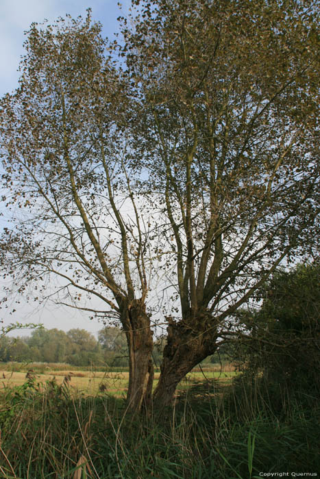Split Pollard Willow in Bourgoyen - Ossemeersen GHENT picture 
