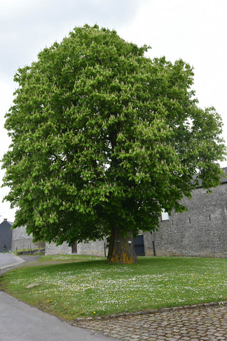 Saint Medart Chestnut Tree SAMART / PHILIPPEVILLE picture 