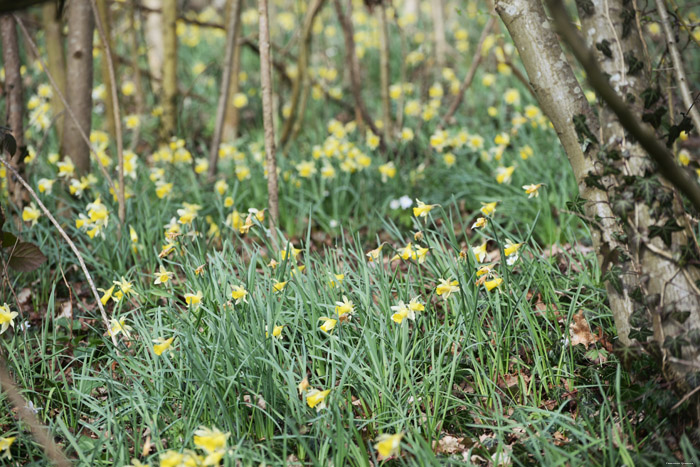 Forest full of Daffodil VODELE / DOISCHE picture 