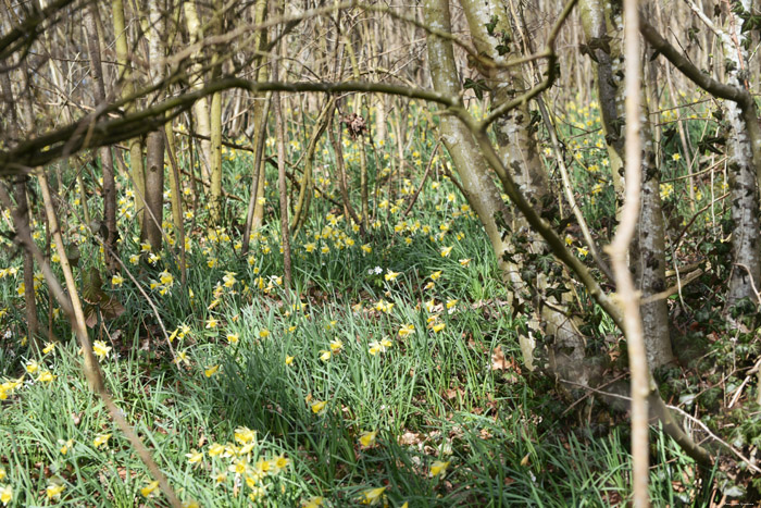 Forest full of Daffodil VODELE / DOISCHE picture 