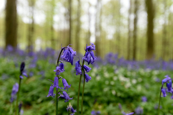 Halle Forrest and bluebells HALLE picture 