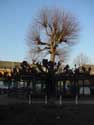 17e eeuwse boom WESTERLO foto: 