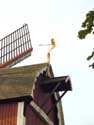 The New Parrot (High Signal Mill) BRUGES picture: 