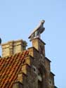 The Falcon (hawk) VEURNE picture: 