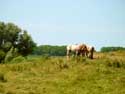 Landschap met boerepaarden DAMME foto: 