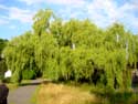 Tillegem park SINT-ANDRIES / BRUGGE foto: Enorme treurwilg.