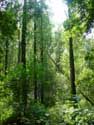 Lappersfort forest BRUGES picture: 