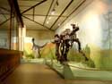 Musuem for natural sciences BRUSSELS-CITY / BRUSSELS picture: 