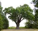 Thousand year old oak LUMMEN picture: 